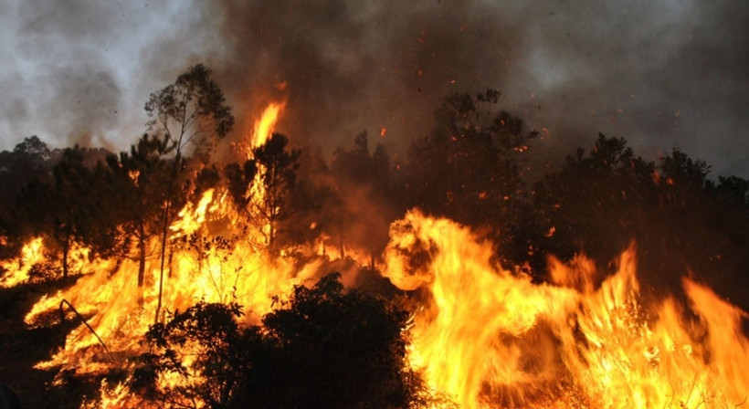 Đám cháy rừng tiếp tục bùng phát, lan rộng.