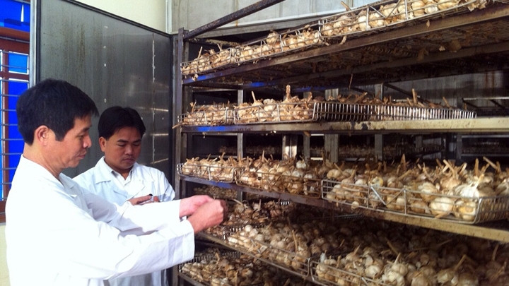 Các nhà khoa học thuộc Học viện Quân y nghiên cứu cách lên men tạo ra tỏi đen.