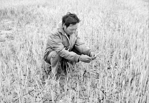 Hạn hán, người dân chỉ còn biết đợi trời mưa.