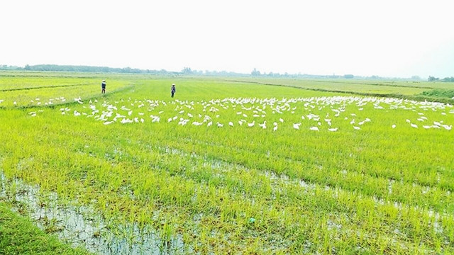 Cánh đồng Triệu Hòa (Triệu Phong, Quảng Trị) là nơi kiếm ăn của đàn vịt sau mùa mưa bão.