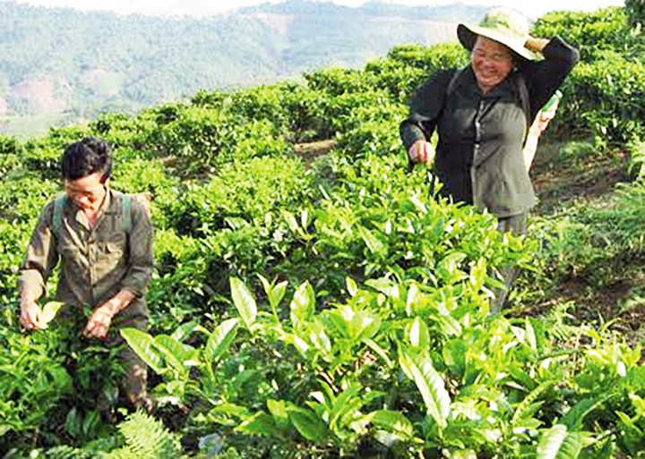 Chè shan tuyết phát triển trên đất Huồi Tụ.