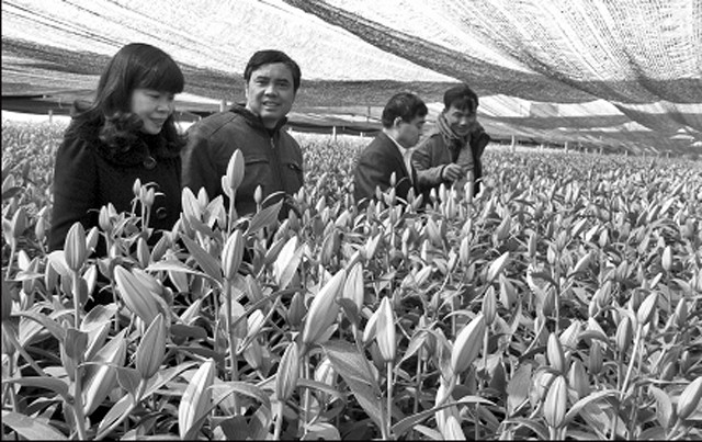 Người dân huyện Phúc Thọ trồng hoa ly cho thu nhập cao.