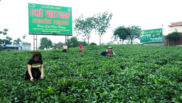 Khách du lịch thăm vùng chè đặc sản Tân Cương.