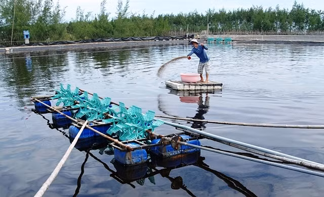 Mô hình nuôi tôm trên cát của người dân vùng Ngũ Điền, huyện Phong Điền (Thừa Thiên - Huế).