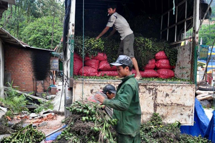 Đồng bào Cà Dong ở huyện Sơn Tây thu nhập cao nhờ thu hoạch rừng cau.