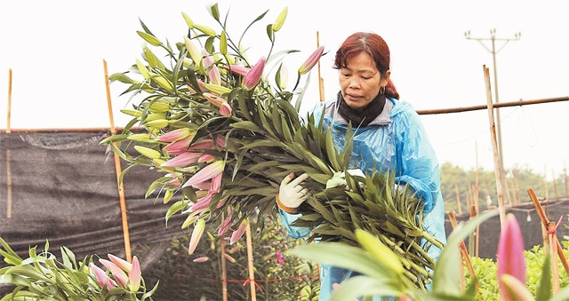 Hoa ly Tây Tựu nở sớm trước Tết Nguyên đán Bính Thân 2016 khiến người nông dân thất thu.
