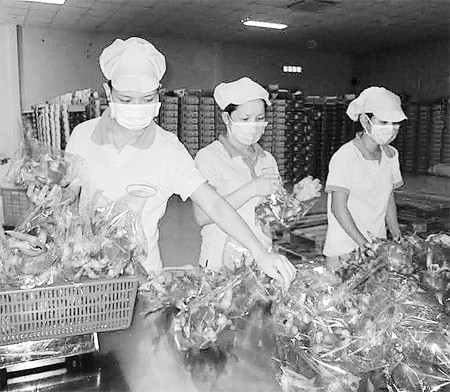 Đóng gói thanh long xuất khẩu tại Công ty TNHH Hoàng Phát Fruit (Long An).