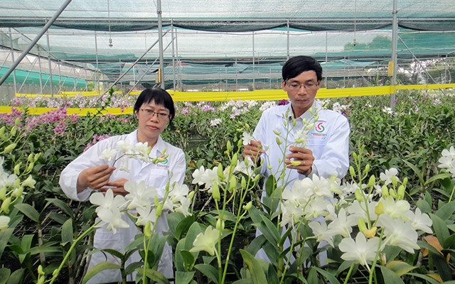 Cán bộ Trung tâm Công nghệ sinh học TP Hồ Chí Minh theo dõi sự sinh trưởng của hoa lan Dendrobium trồng trong nhà màng. Ảnh: CAO TÂN