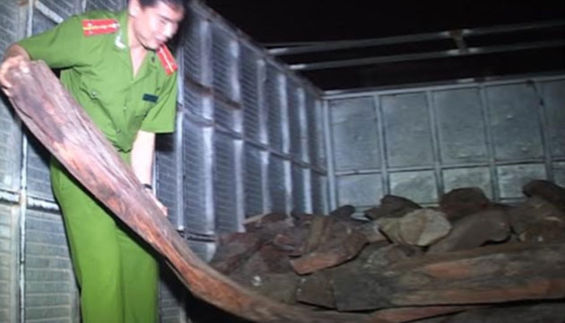 Công an kiểm đếm số gỗ trắc vừa bắt giữ.
