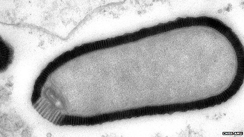 Pithovirus Sibericum dưới ống kính hiển vi. (Ảnh: BBC)