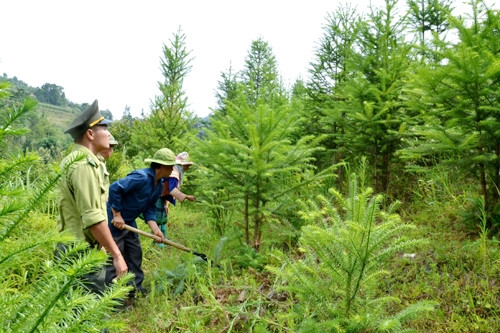 Cán bộ Hạt Kiểm lâm huyện Bắc Hà (Lào Cai) hướng dẫn đồng bào dân tộc Mông chăm sóc rừng cây sa mộc bốn tuổi, trồng thay thế nương rẫy nghèo kiệt, hoang hóa ở địa phương.
