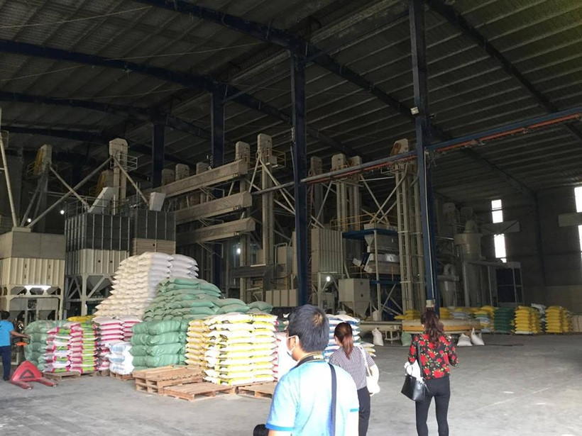 Thách thức sinh tồn của gạo Việt