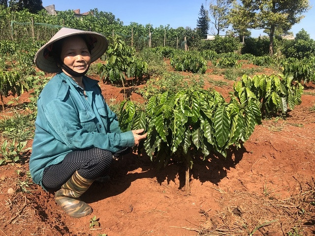 Người dân xã Tân Nghĩa trồng xen cây cà phê với bơ, hạt tiêu và nuôi tằm. 