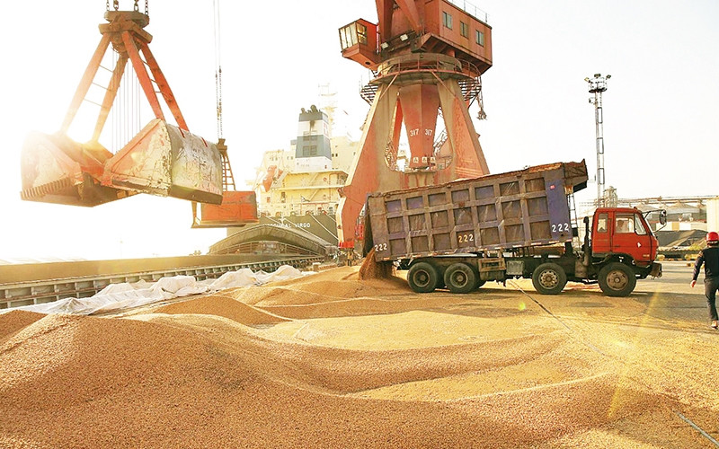 Trung Quốc đặt mua trở lại một lượng lớn đậu nành từ Mỹ.