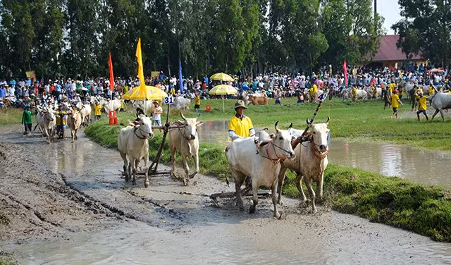 Nghi thức diễu hành trước cuộc đua tại Lễ hội đua bò Bảy Núi (An Giang).