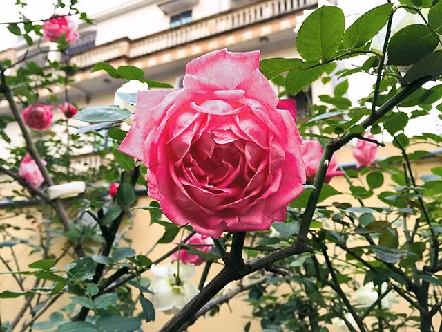 Thú chơi hồng cổ Sa Pa 