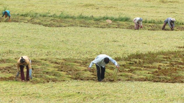 Mưa dầm, nhiều cánh đồng lúa hè thu ở Vĩnh Long đến kỳ thu hoạch bị đổ ngã, hư hại nặng nề.