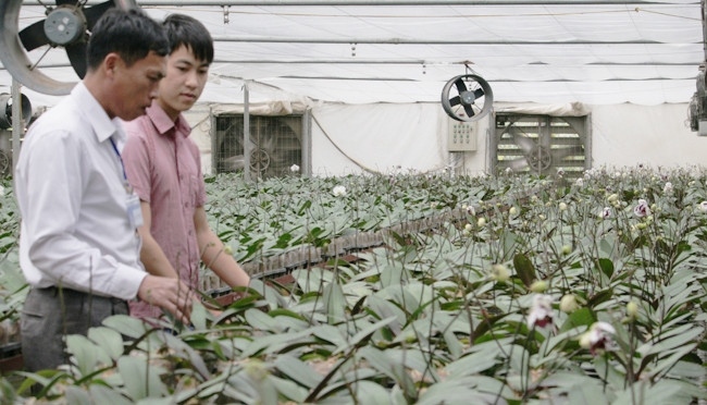 Trồng hoa lan hồ điệp theo mô hình công nghệ cao tại xã Phú Lâm, huyện Tiên Du (Bắc Ninh).