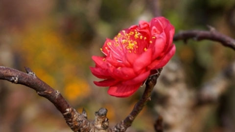 Thương nhớ bích đào...