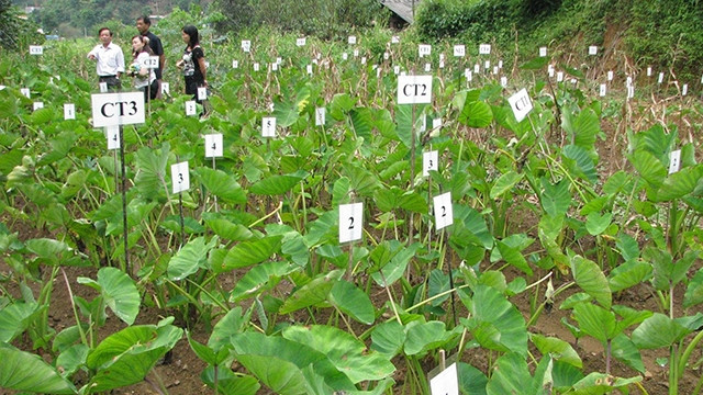 Một diện tích trồng khoai môn trên ruộng theo dự án “Mở rộng mô hình trồng khoai môn Bắc Cạn bằng công nghệ nuôi cấy Invitro” (Ảnh: Sở KH&CN Bắc Cạn).