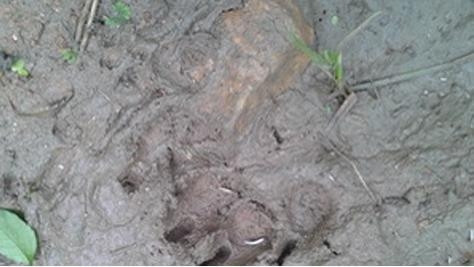 Vết chân có móng ở phía trước được xác định không phải là của hổ.