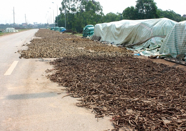 Dược liệu khai thác trái phép ngang nhiên phơi trên quốc lộ 7 thuộc địa bàn huyện Con Cuông, Tương Dương.