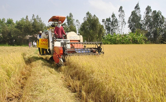 Nông dân xã Viên An, huyện Trần Đề thu hoạch lúa thơm - một đặc sản của địa phương.