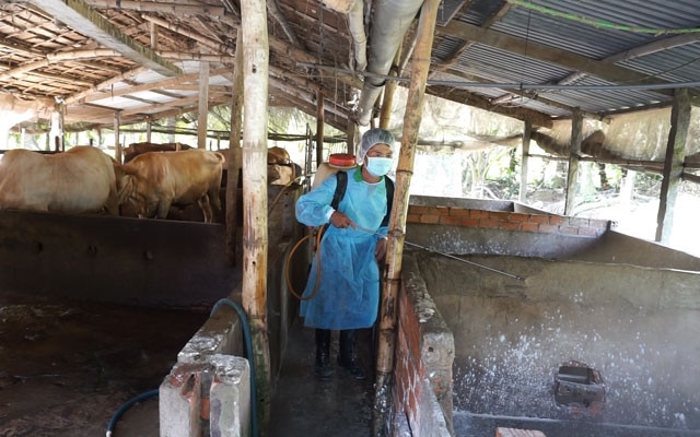 Phun hóa chất khu vực chuồng trại có lợn bị bệnh chết. 