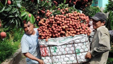 Người dân xã Phượng Sơn (Lục Ngạn, Bắc Giang) thu hoạch vải thiều.