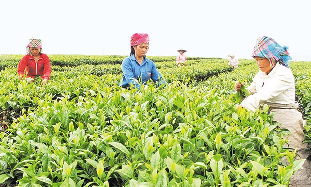 Người dân thị trấn Tân Uyên, huyện Tân Uyên (Lai Châu) thu hoạch chè. Ảnh: PHẠM GIANG
