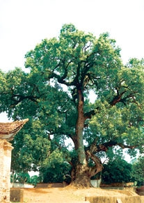 Cây dã hương Tiên Lục