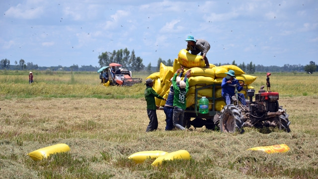 Người dân xã Hưng Điền B, huyện Tân Hưng (Long An) thu hoạch lúa.