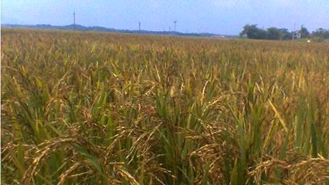 Lúa đã đến ngày thu hoạch nhưng do hạt lép nhiều nên người dân chưa gặt.