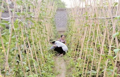 Thành viên CLB tình nguyện Vì cộng đồng chăm sóc vườn rau sạch.