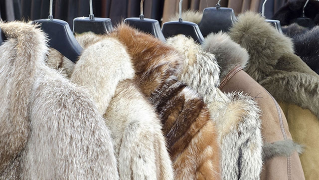 California cấm buôn bán thời trang lông thú