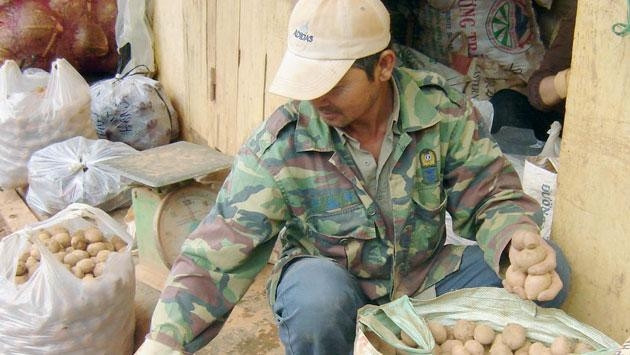 Đóng gói khoai tây Đà Lạt chuẩn bị xuất ra thị trường.