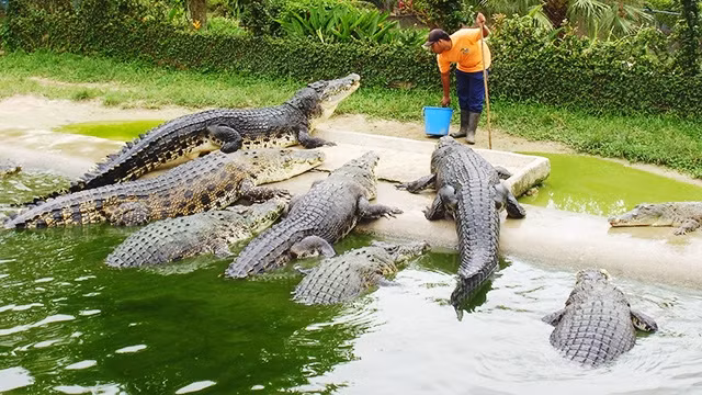 Một chuyên gia chăm sóc cá sấu của trang trại đa năng tại Thái-lan. Ảnh: DALEELALARAB MALAYSIA