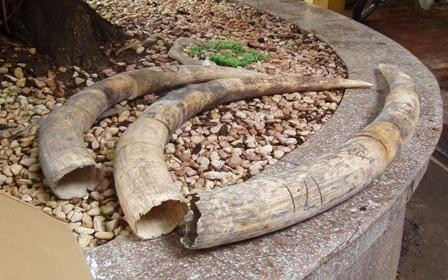 Tang vật nga voi trong một vụ vận chuyển trái phép tại Hải Phòng.