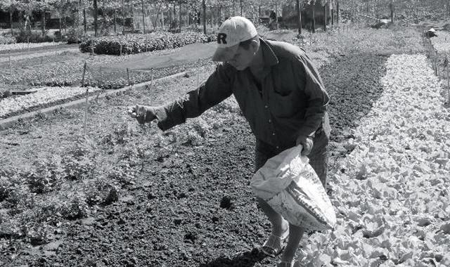 Nông dân vùng trồng rau ở phường Tân Phong, TP Biên Hòa (Đồng Nai) luôn lo lắng trước nạn phân bón giả tràn lan.