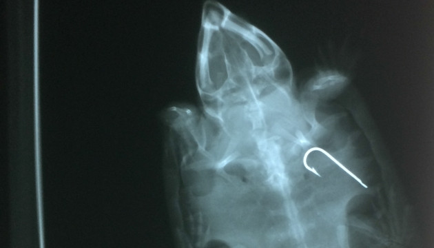 Lưỡi câu nằm trong dạ dày một cá thể rùa đầu to.