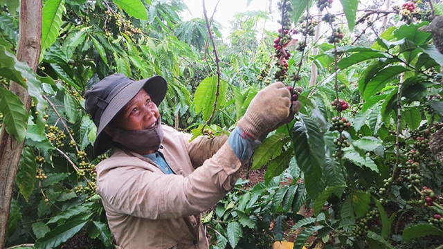 Nhiều gia đình ở phường Thống Nhất (thị xã Buôn Hồ, Đác Lắc) tự thu hái cà-phê nhằm giảm bớt chi phí.
