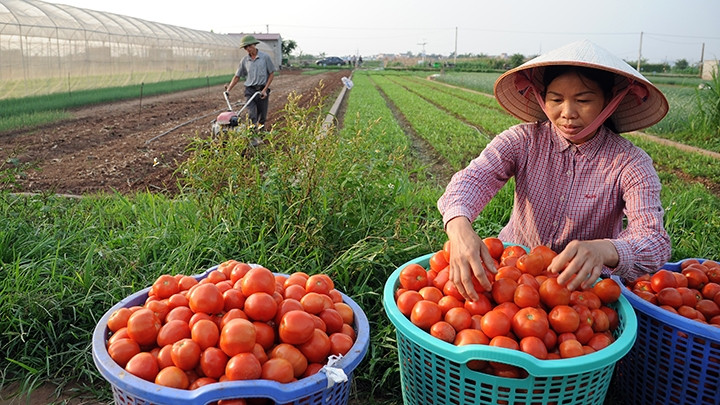 Xã viên Hợp tác xã rau - quả sạch Chúc Sơn, huyện Chương Mỹ (Hà Nội) thu hoạch cà chua. Ảnh: QUANG MINH