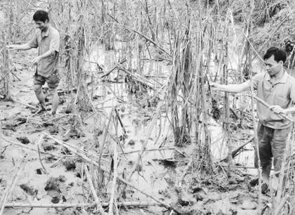 Cánh đồng mía sắp đến kỳ thu hoạch của gia đình anh Bùi Văn Chiến, xóm Môn, xã Bắc Phong, huyện Cao Phong (Hòa Bình) nay