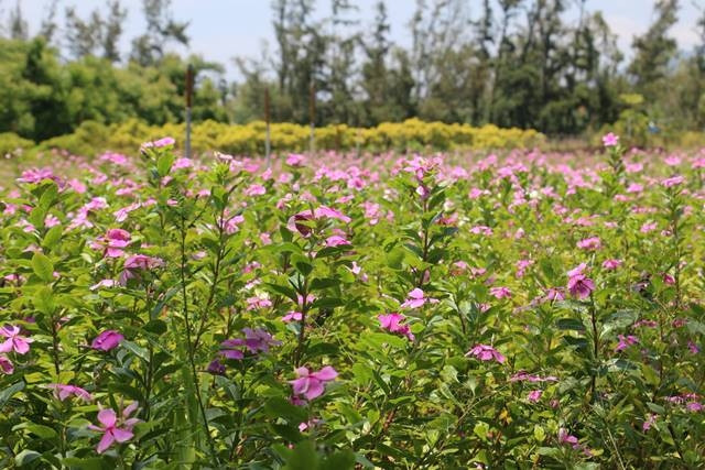 Các sản phẩm từ dược liệu "made in Vietnam" lạc tiên tây đã xuất khẩu sang Nhật Bản, Đức, Pháp.