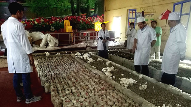 Nhiều thành viên của trung tâm giờ đã làm việc ở cơ sở nuôi cấy nấm.