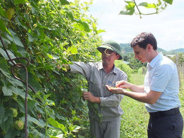 Công nhân TH và chuyên gia nước ngoài trên những cánh đồng bảo tồn dược liệu.