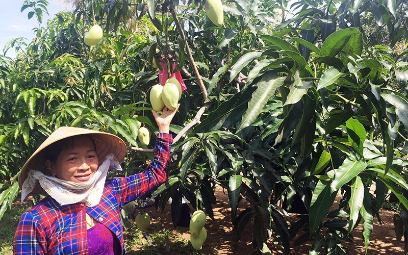 Trồng xoài theo tiêu chuẩn GlobalGAP tại ấp Ðại Thôn, xã Thạnh Phong, huyện Thạnh Phú (Bến Tre).