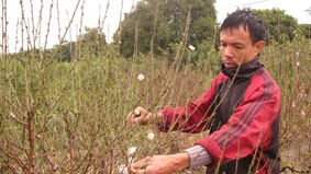 Anh Đào Bá Long bên cây bạch đào 18 năm tuôi