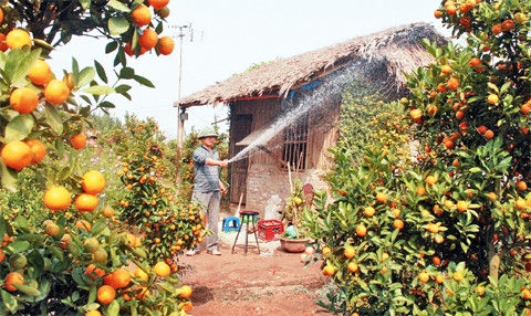 Người dân làng Nhật Tân chăm sóc quất chuẩn bị bán vụ tết.     Ảnh: DUY LINH
