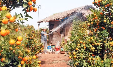 Người dân làng Nhật Tân chăm sóc quất chuẩn bị bán vụ tết.     Ảnh: DUY LINH